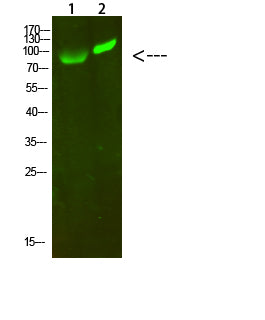 MAP4K2/3 Rabbit Polyclonal Antibody