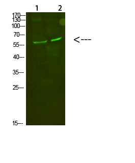 C8 alpha Rabbit Polyclonal Antibody