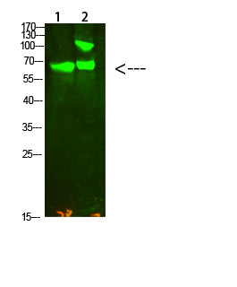 Collagen XIII alpha 1 Rabbit Polyclonal Antibody