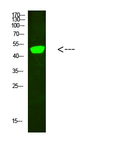 C1RL Rabbit Polyclonal Antibody