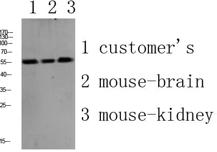 PLD4 Rabbit Polyclonal Antibody