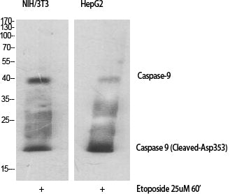 Cleaved-Caspase 9 Rabbit Polyclonal Antibody
