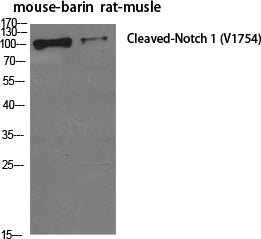 Cleaved-Notch1 Rabbit Polyclonal Antibody