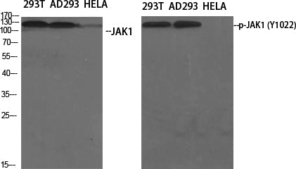 Phospho-JAK1 (Tyr1022) Rabbit Polyclonal Antibody