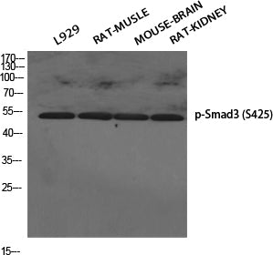Phospho-Smad3 (Ser425) Rabbit Polyclonal Antibody