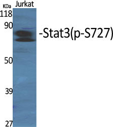 Phospho-STAT3 (Ser727) Rabbit Polyclonal Antibody