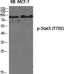 Phospho-STAT3 (Tyr705) Rabbit Polyclonal Antibody
