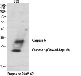 Cleaved-Caspase 6 p18 Rabbit Polyclonal Antibody