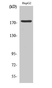 Phospho-EGFR (Tyr1092) Rabbit Polyclonal Antibody