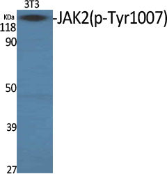 Phospho-JAK2 (Tyr1007) Rabbit Polyclonal Antibody