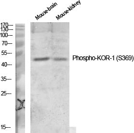 Phospho-kappa Opioid Receptor (Ser369) Rabbit Polyclonal Antibody