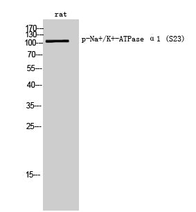 Phospho-alpha 1 Sodium Potassium ATPase (Ser23) Rabbit Polyclonal Antibody