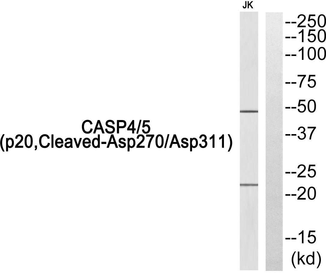 Cleaved-Caspase 4/5 p20 Rabbit Polyclonal Antibody