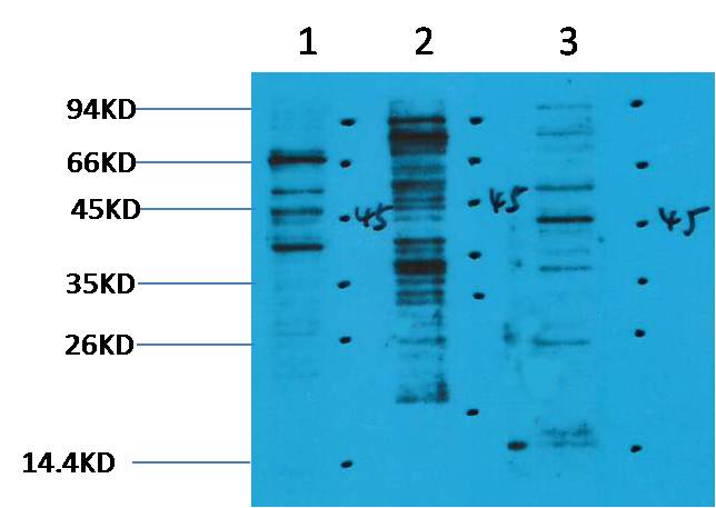 Methyl-Lysine Rabbit Polyclonal Antibody