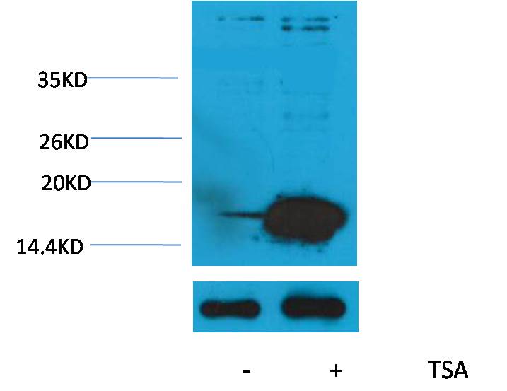 Acetyl-Histone H3 (Lys9) Rabbit Polyclonal Antibody