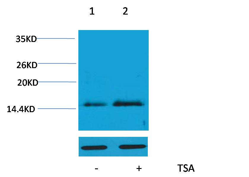Acetyl-Histone H4 (Lys16) Rabbit Polyclonal Antibody