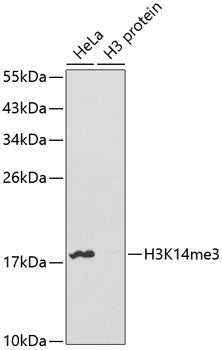 TriMethyl-Histone H3 (Lys14) Rabbit Polyclonal Antibody