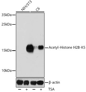 Acetyl-Histone H2B (Lys5) Rabbit Polyclonal Antibody