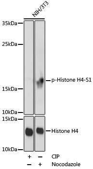 Phospho-Histone H4 (Ser1) Rabbit Polyclonal Antibody