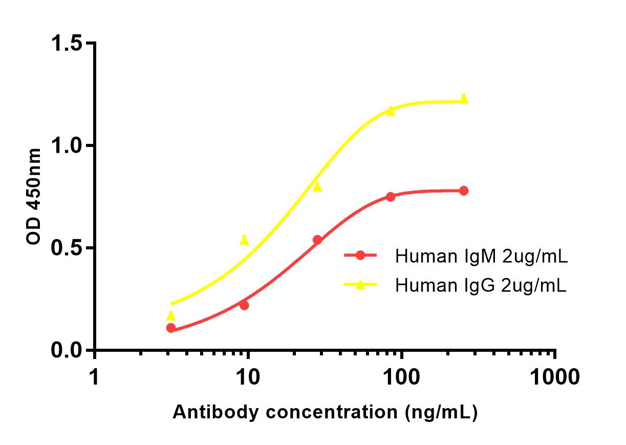 Human kappa Light Chain Rabbit Polyclonal Antibody