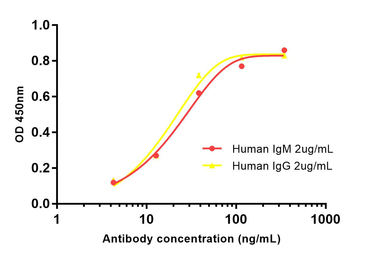 Human lambda Light Chain Rabbit Polyclonal Antibody