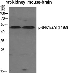 Phospho-JNK (Thr183) Rabbit Polyclonal Antibody
