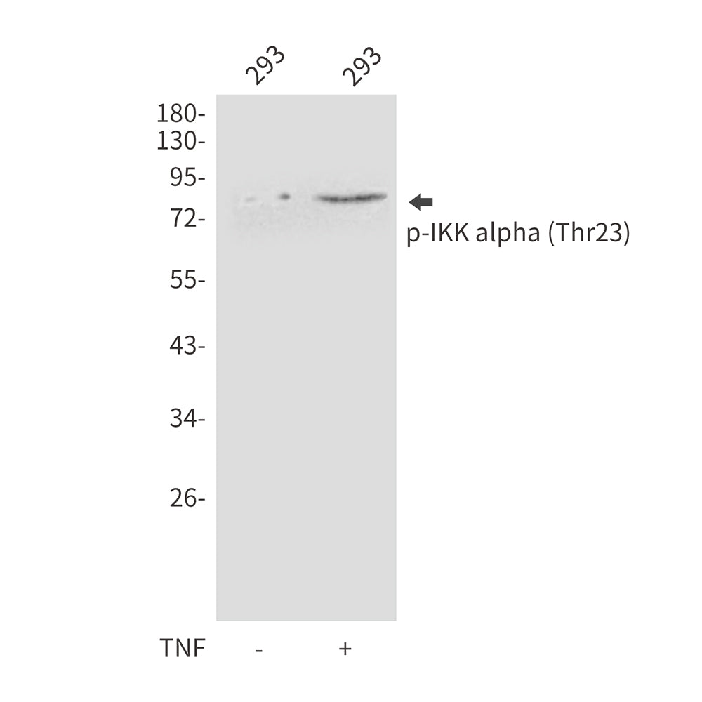 Phospho-IKK alpha (Thr23) Rabbit Polyclonal Antibody