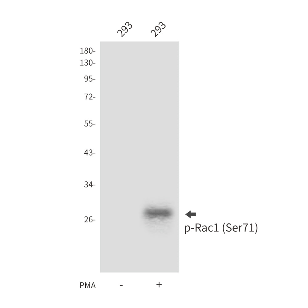 Phospho-Rac1 (Ser71) Rabbit Polyclonal Antibody