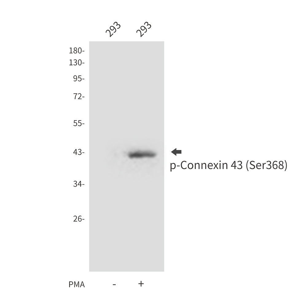 Phospho-Connexin 43 (Ser368) Rabbit Polyclonal Antibody