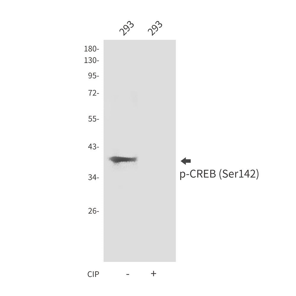Phospho-CREB (Ser142) Rabbit Polyclonal Antibody