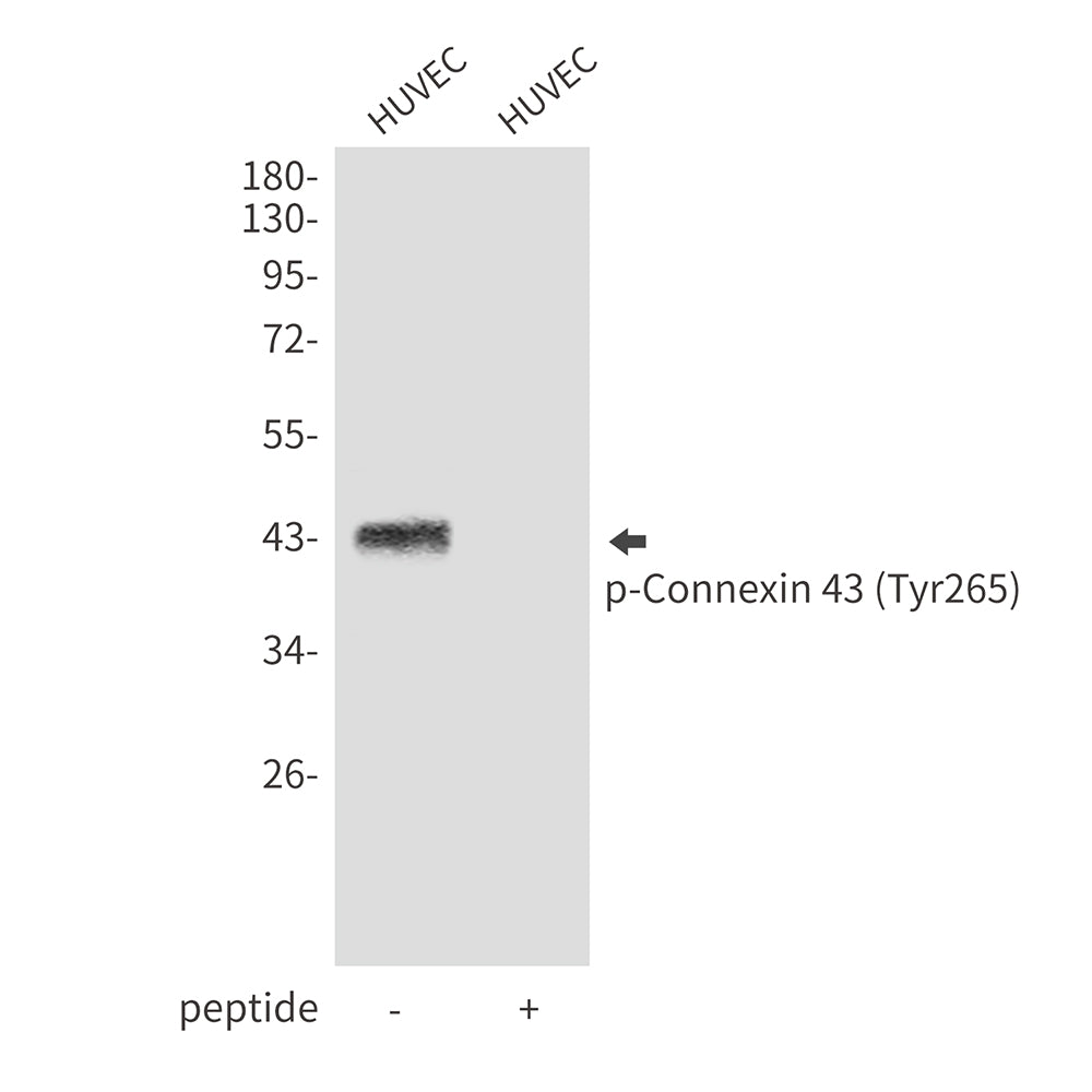 Phospho-Connexin 43 (Tyr265) Rabbit Polyclonal Antibody