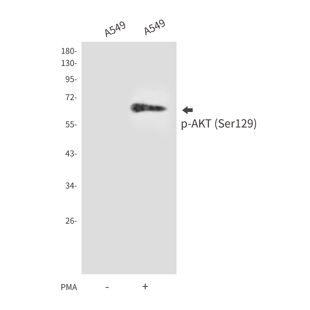Phospho-AKT (Ser129) Rabbit Polyclonal Antibody
