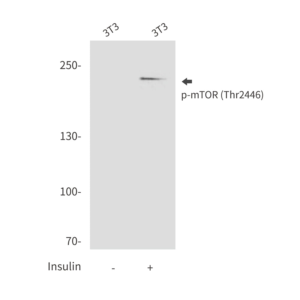 Phospho-mTOR (Thr2446) Rabbit Polyclonal Antibody