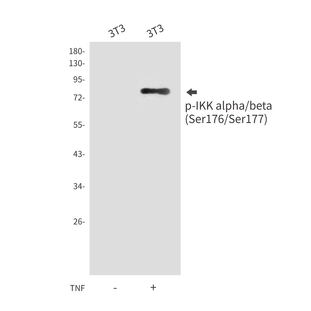 Phospho-IKK alpha/beta (Ser176/Ser177) Rabbit Polyclonal Antibody