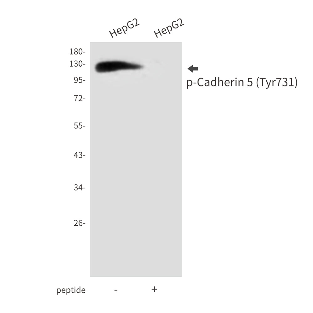 Phospho-Cadherin 5 (Tyr731) Rabbit Polyclonal Antibody