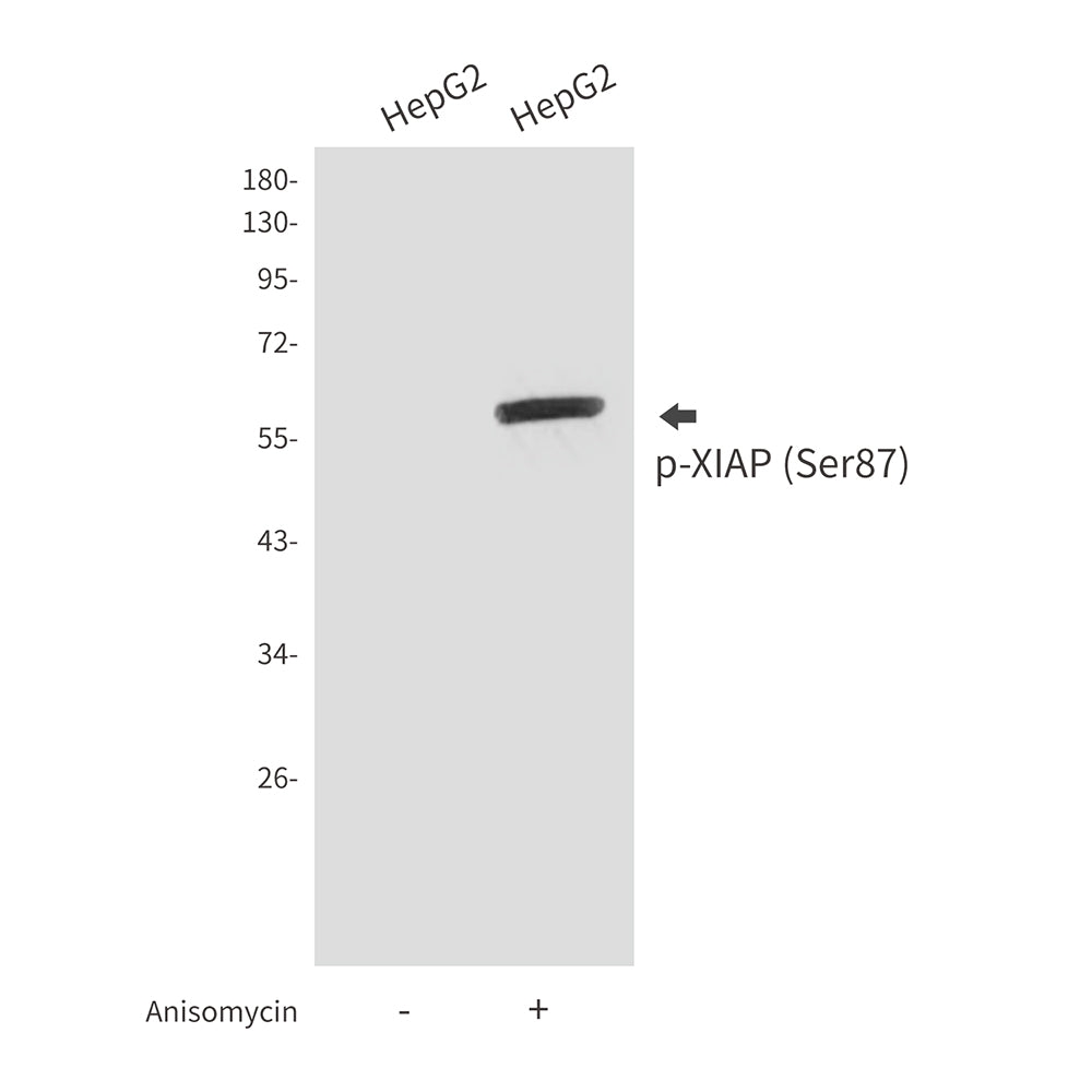Phospho-XIAP (Ser87) Rabbit Polyclonal Antibody