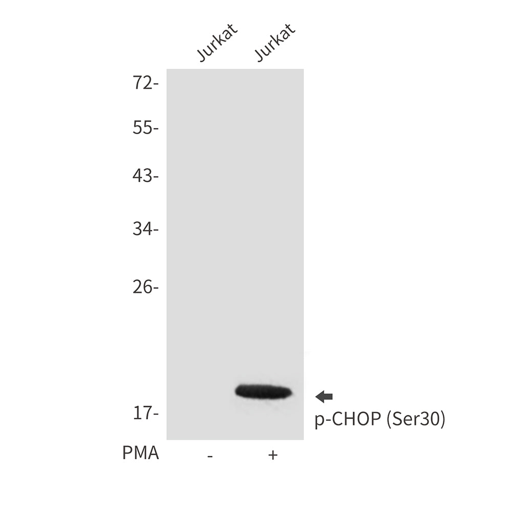 Phospho-CHOP (Ser30) Rabbit Polyclonal Antibody