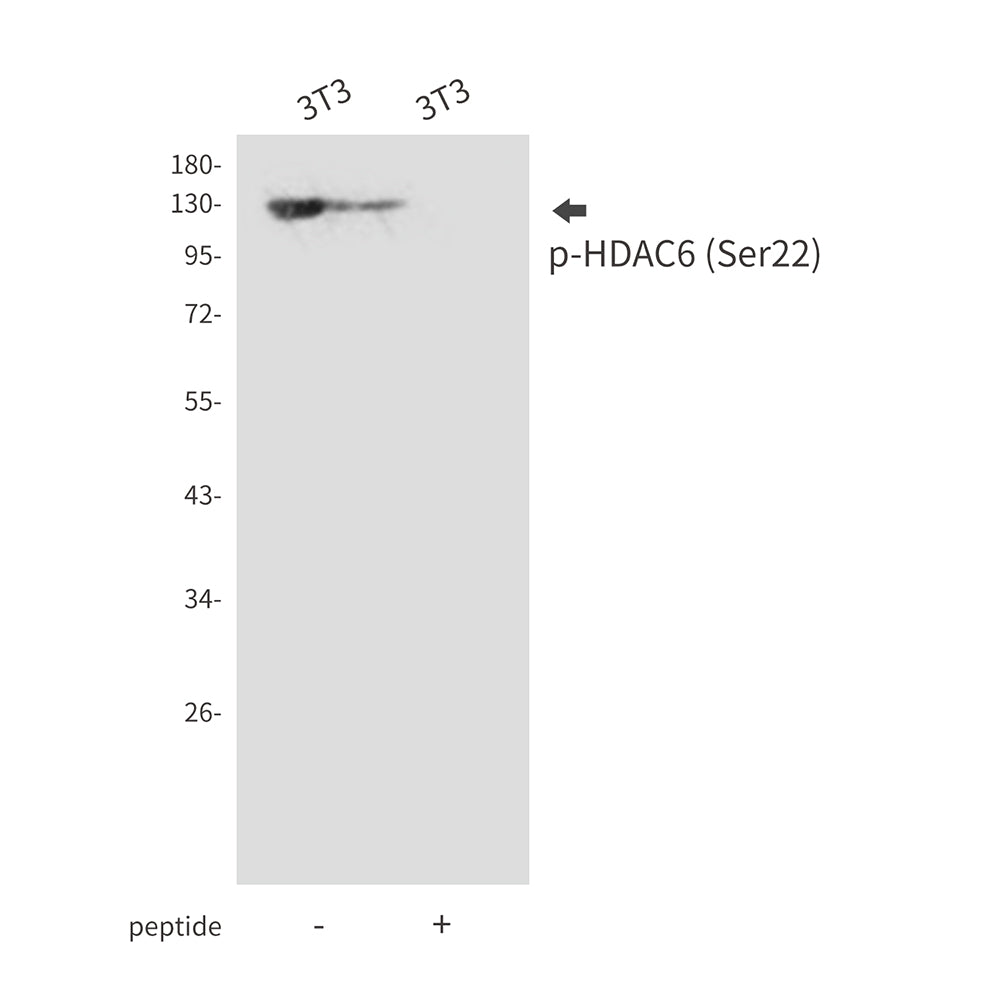 Phospho-HDAC6 (Ser22) Rabbit Polyclonal Antibody