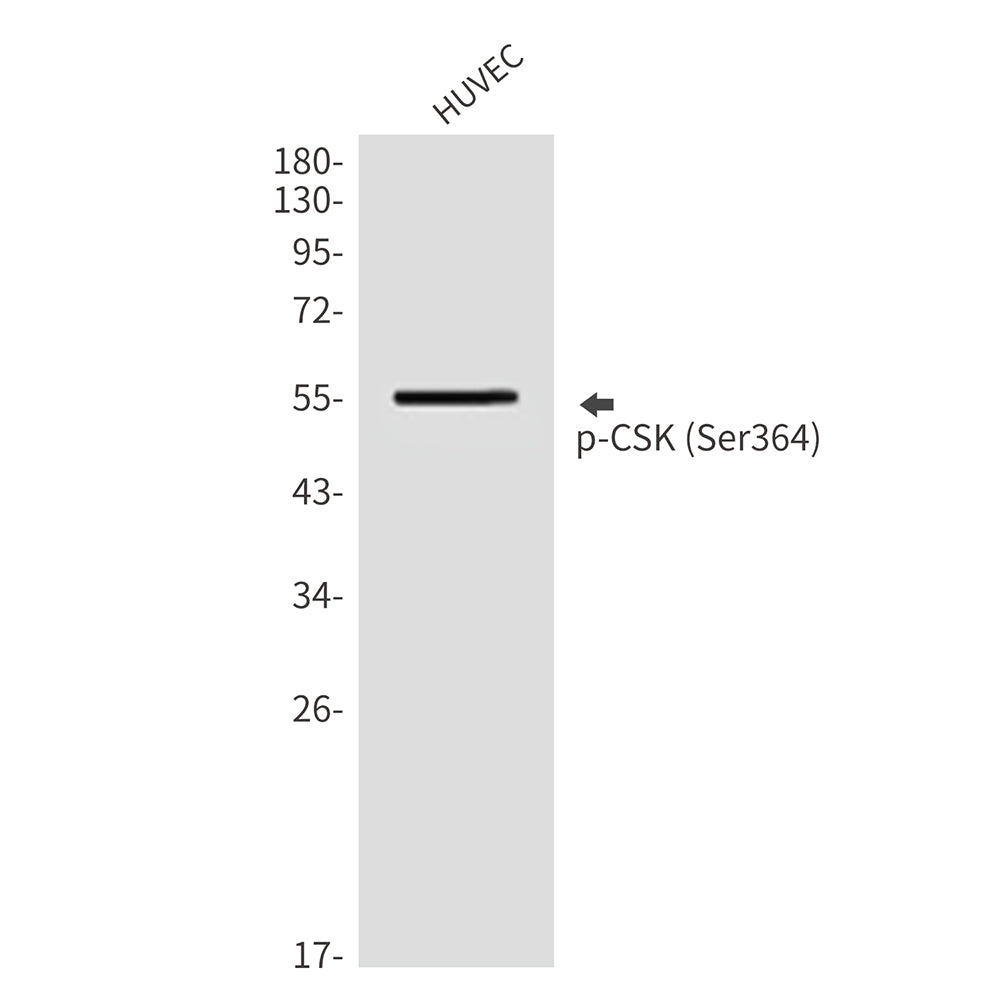 Phospho-CSK (Ser364) Rabbit Polyclonal Antibody