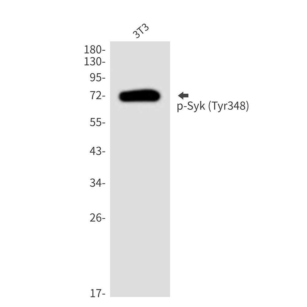 Phospho-Syk (Tyr348) Rabbit Polyclonal Antibody