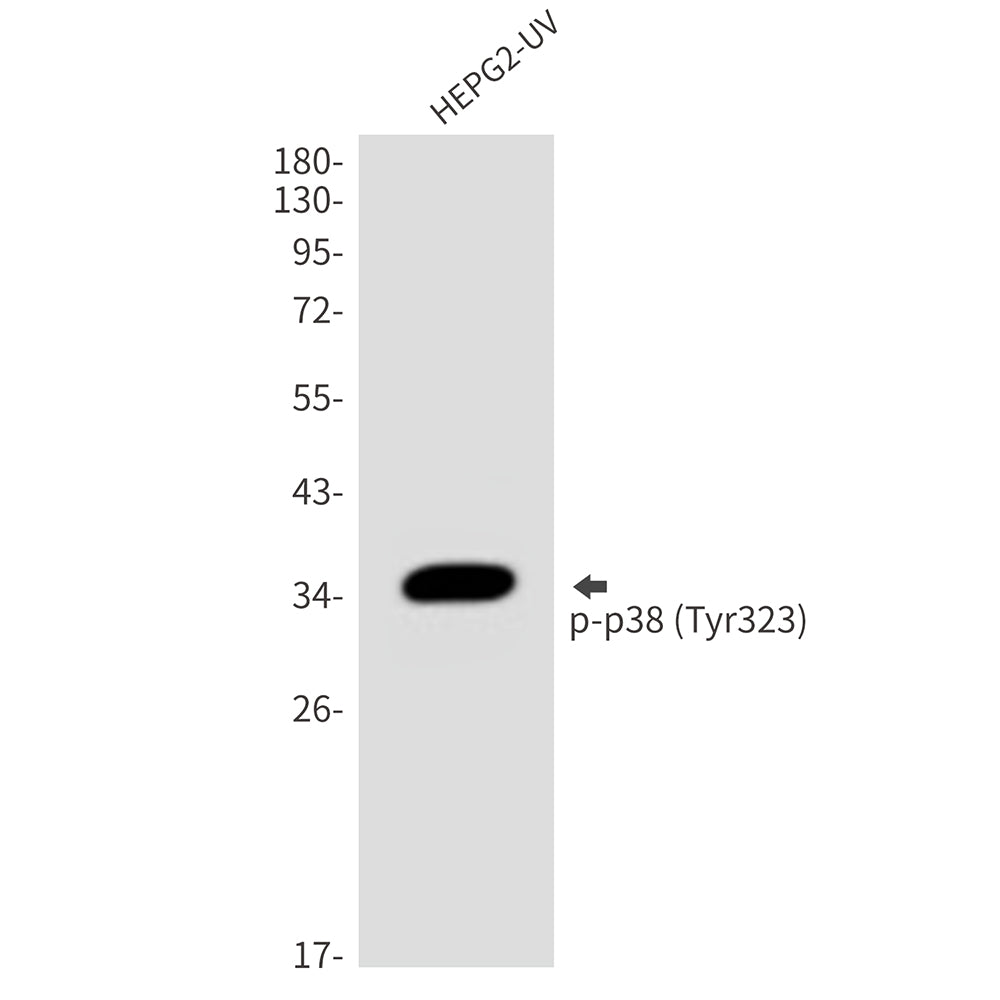Phospho-p38 (Tyr323) Rabbit Polyclonal Antibody