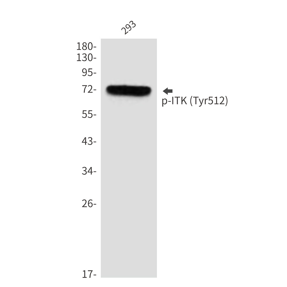 Phospho-ITK (Tyr512) Rabbit Polyclonal Antibody