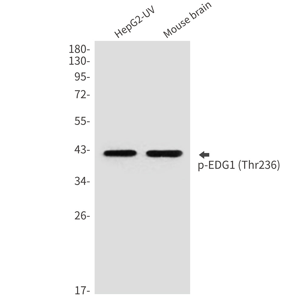 Phospho-EDG1 (Thr236) Rabbit Polyclonal Antibody