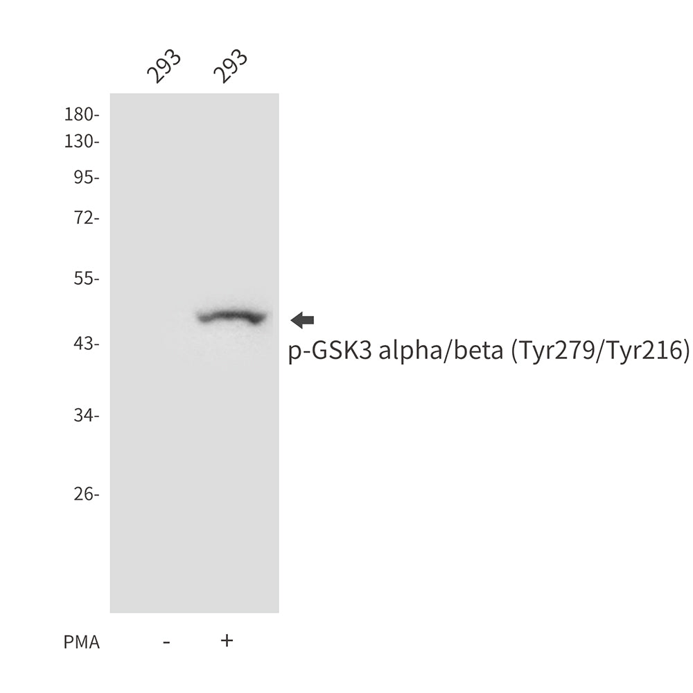 Phospho-GSK3 (Tyr279/Tyr216) Rabbit Polyclonal Antibody