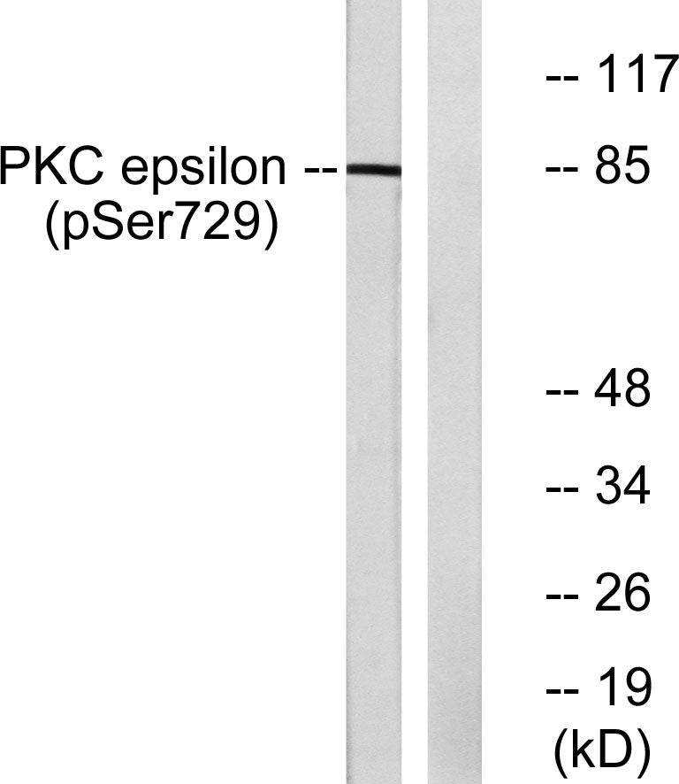 Phospho-PKC epsilon (Ser729) Rabbit Polyclonal Antibody