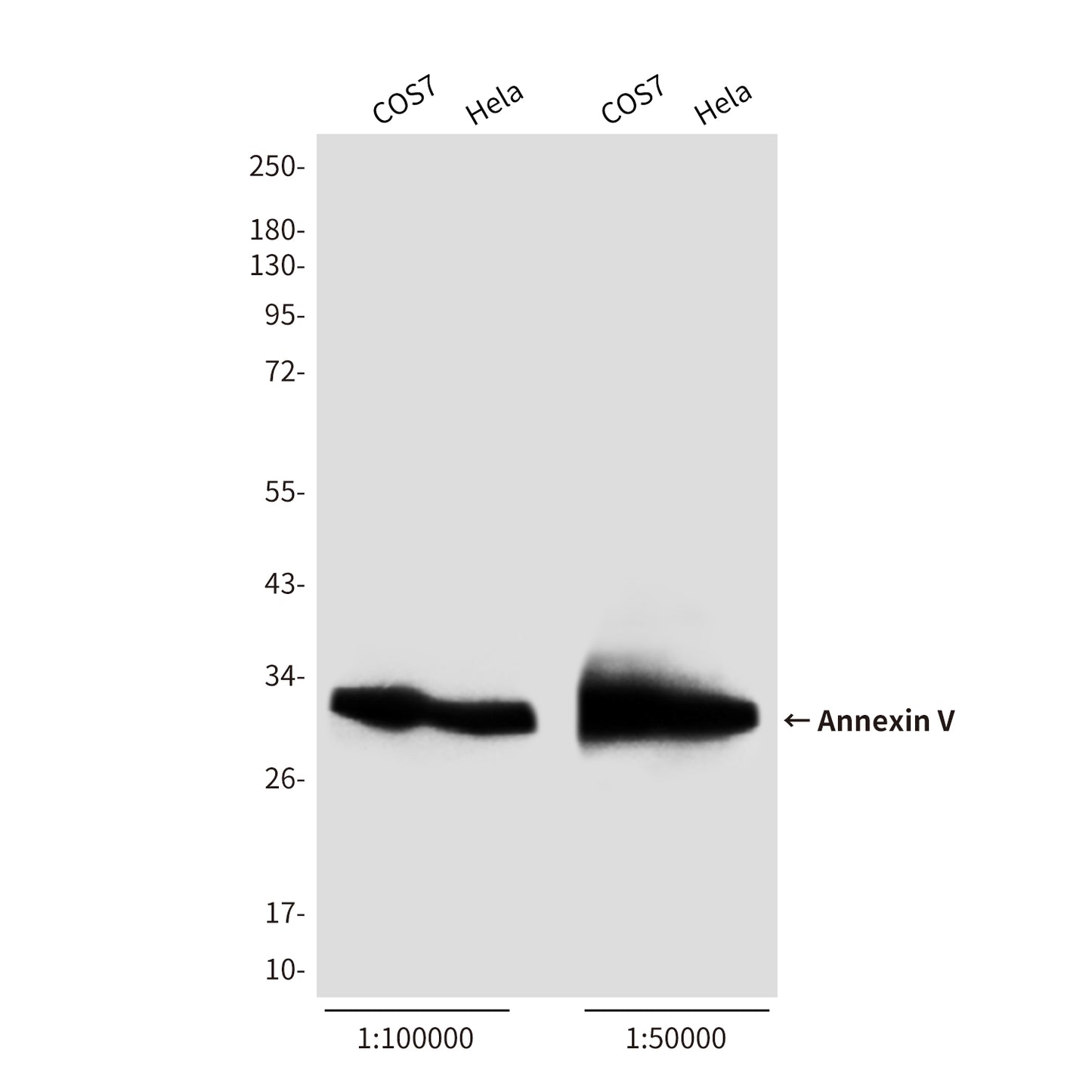 Annexin V Rabbit Polyclonal Antibody (HRP)