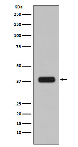 Aurora B Rabbit Polyclonal Antibody