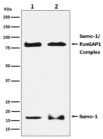 SUMO1 Rabbit Polyclonal Antibody