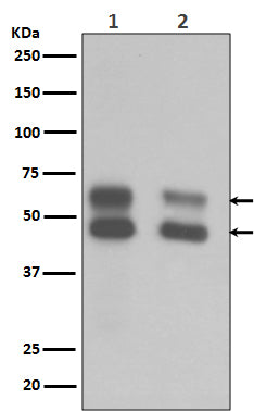 CaMKII Rabbit Polyclonal Antibody