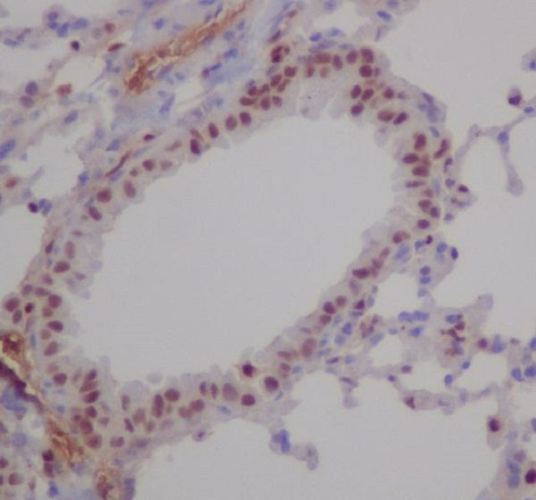 RUNX Rabbit Polyclonal Antibody